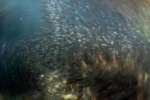 Mueve el efecto de giro dentro de la escuela de peces de sardinas bajo el agua. foto