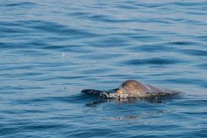 Rare Goose Beaked whale dolphin Ziphius cavirostris photo