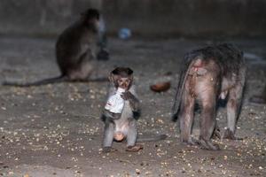 macque ape monkey inside bali induist temple photo