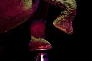 circus elephant detail