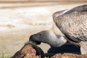 vulture buzzard while eating a dead animal photo