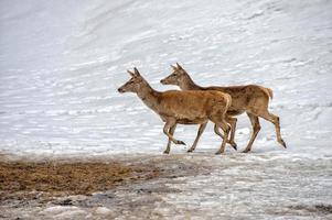 deer portrait while looking at you on snow background photo