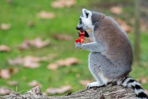 lemur monkey while looking at you photo