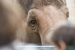 niños en el zoológico mirando al elefante foto