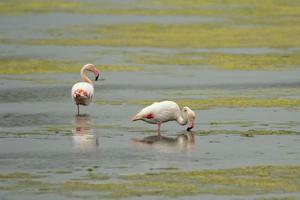 Pink Flamingo fishing in  a swamp photo