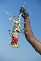 Hand of old man on a fishing boat holding a lobster photo