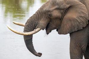 elefante bebiendo en la piscina en el parque kruger sudáfrica foto