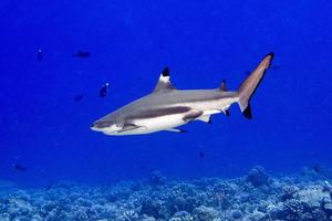 snorkeling with sharks in blue ocean of polynesia photo