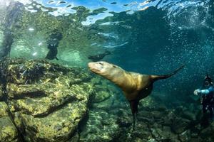 focas de leones marinos detrás de una bola de cebo de sardina gigante bajo el agua foto