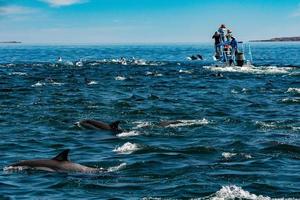 common dolphin pod jumping outside the ocean photo