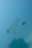 Manta in the deep blue ocean background photo
