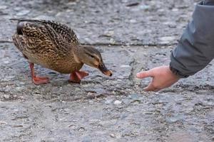 pato salvaje alimentado por mano humana foto