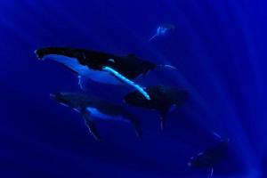 ballena jorobada bajo el agua en moorea, polinesia francesa foto