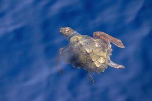 tortuga caretta cerca de la superficie del mar para respirar con cangrejos en la espalda foto