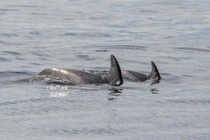 common dolphin fin detail while swimming down photo