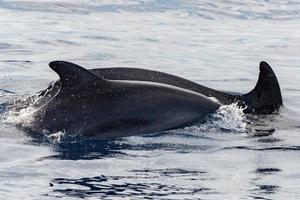 Dolphin while jumping in the deep blue sea photo