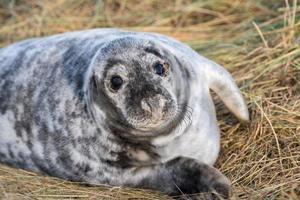 grey seal puppy while relaxing on the beach in Great Britain photo