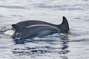 common dolphin fin detail while swimming down photo