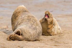 foca gris macho mientras lucha foto