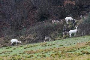 white deer ultra rare portrait photo