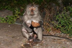 Indonesia macaque monkey ape close up portrait photo