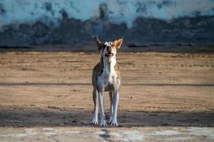 lindo perro vagabundo foto