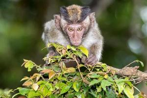 indonesia macaco mono cerrar retrato foto
