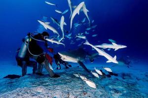 bull shark while ready to attack while feeding photo