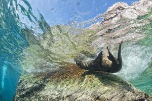 cachorro león marino bajo el agua mirándote foto