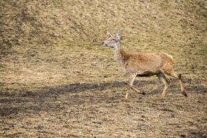 Deer on the grass background photo