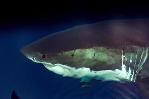 Great White shark ready to attack photo