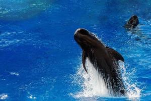 pilot whale jumping outside the sea photo