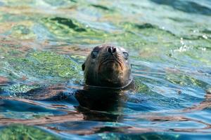 foca león marino en baja california foto