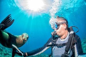 Photographer Diver approaching sea lion family underwater photo