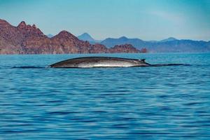 Blue Whale the biggest animal in the world photo