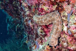 pepino de mar holoturiano en el arrecife de maldivas foto