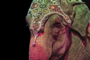 detalle de elefante de circo foto