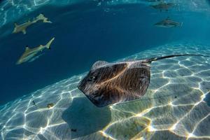 shark and sting ray in french polynesia photo