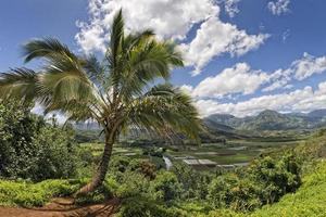 campos de hawaii kauai foto