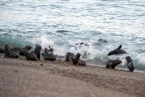 baby newborn sea lion on the beach photo