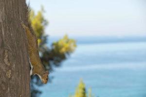 Squirrel portrait on the sea photo