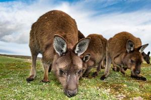 Kangaroo mother father and son portrait photo