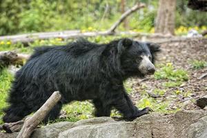 oso asiático negro perezoso foto