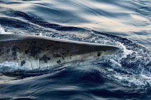 Great White shark ready to attack photo