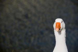 Goose isolated close up portrait photo