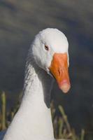 Goose isolated close up portrait photo