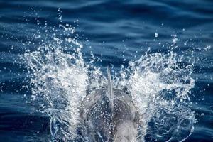 Dolphin while jumping in the deep blue sea photo