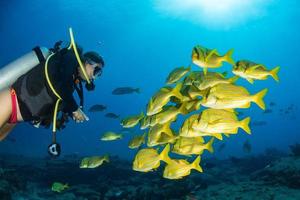 Yellow grouper sweetlips school of fish underwater photo