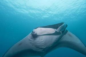 Manta close up portrait photo