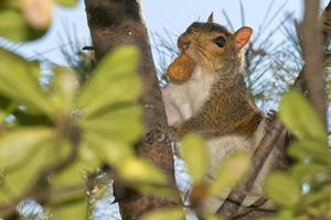 Squirrel portrait close-up photo